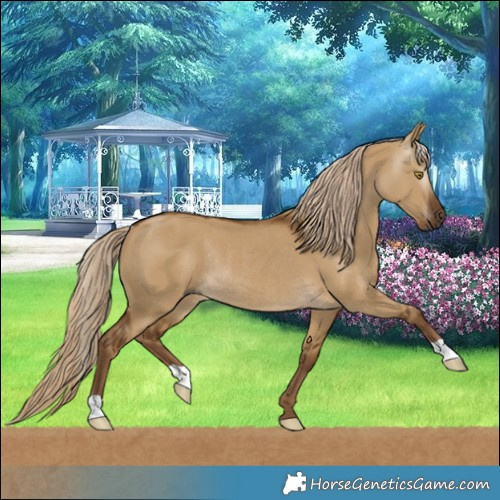 Horse Color:Gray Chocolate Palomino Dun Rabicano 