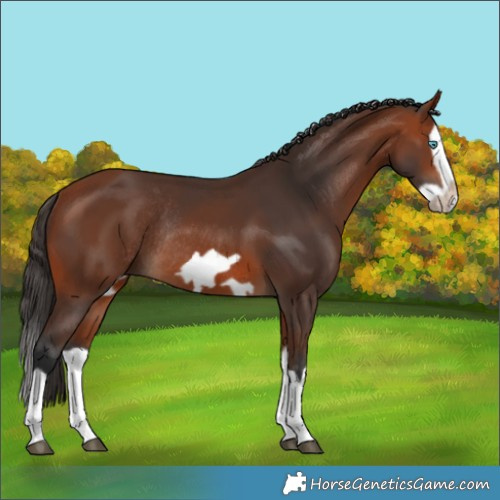 Horse Color:Bay Splash Frame Rabicano