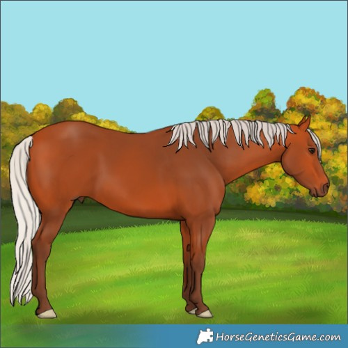 Horse Color:Silver Bay