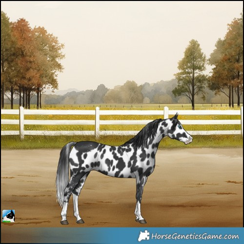 Horse Color:Black Splash Skewed LP Spotted Rabicano