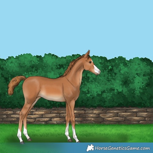 Horse Color:Chestnut 