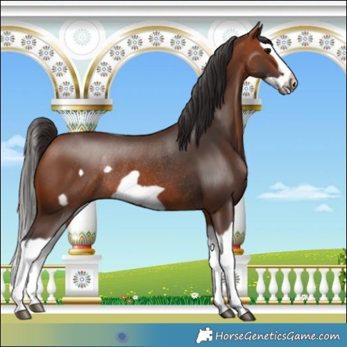 Horse Color:Bay Splash Frame Rabicano 