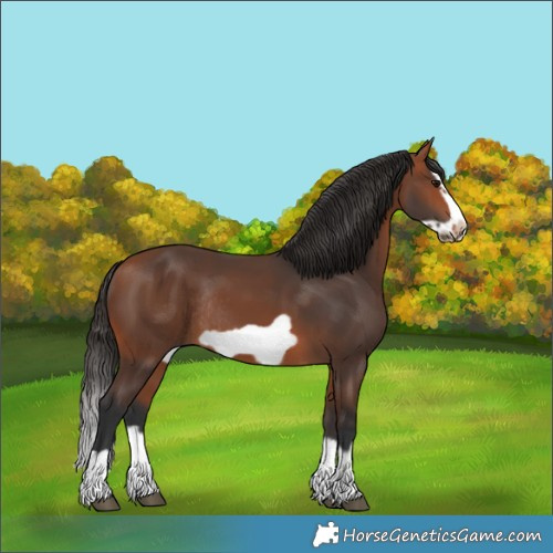Horse Color:Bay Splash Frame Rabicano 