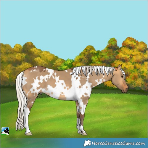 Horse Color:White Spotted Silver Buckskin Dun