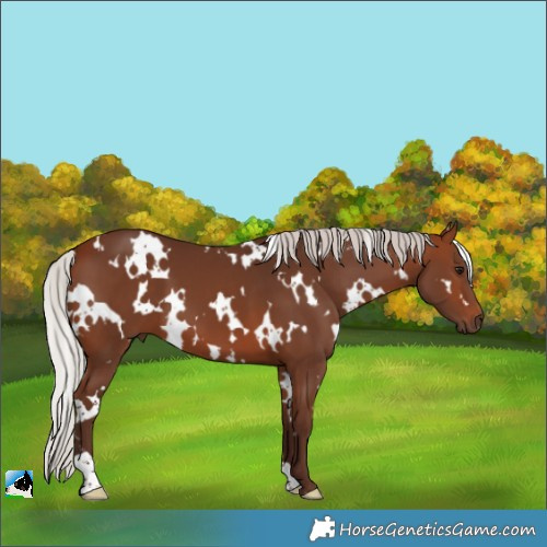 Horse Color:White Spotted Silver Bay
