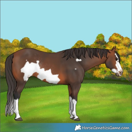 Horse Color:Bay Splash Frame Rabicano 
