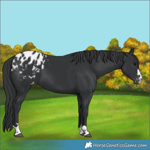 Horse Color:Black Appaloosa