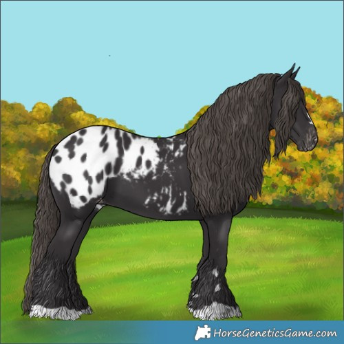 Horse Color:Smoky Black Appaloosa