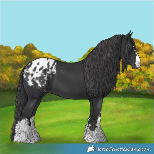 Horse Color:Black Appaloosa