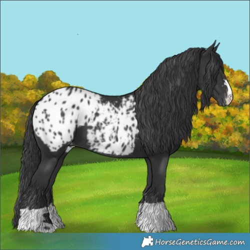Horse Color:Black Appaloosa 