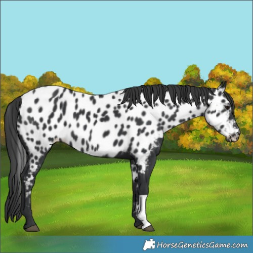 Horse Color:Black Appaloosa
