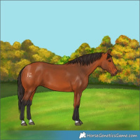 Horse Color:Bay 