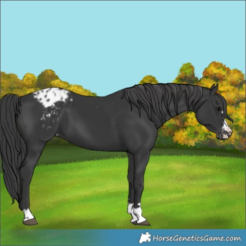 Horse Color:Black Appaloosa 