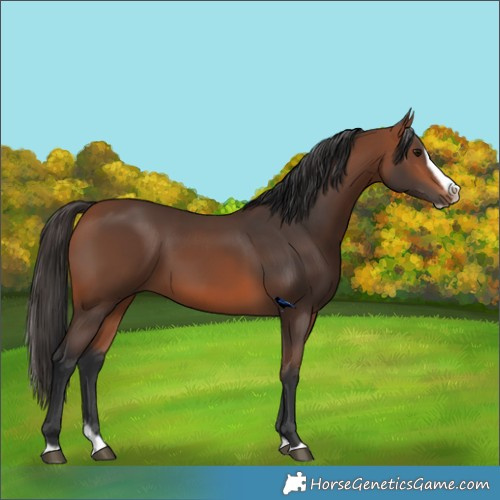 Horse Color:Bay Splash Frame Rabicano