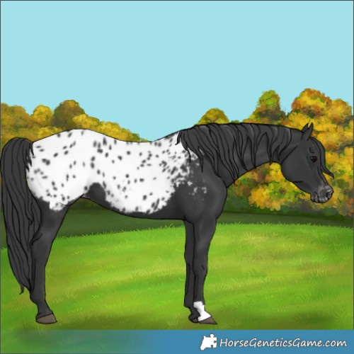 Horse Color:Black Appaloosa 