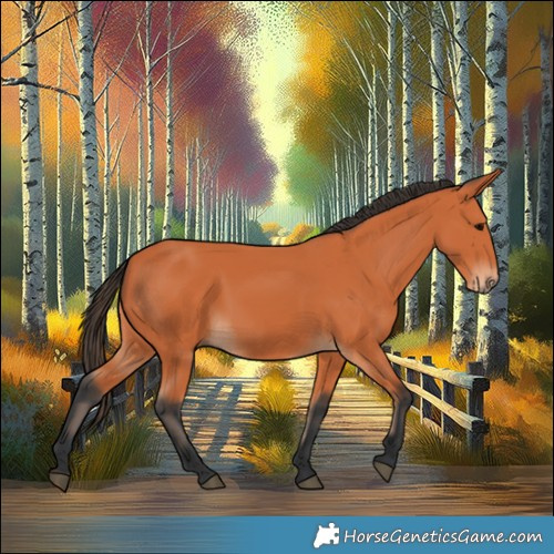 Horse Color:Bay 