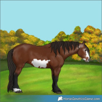 Horse Color:Gray Bay Frame 