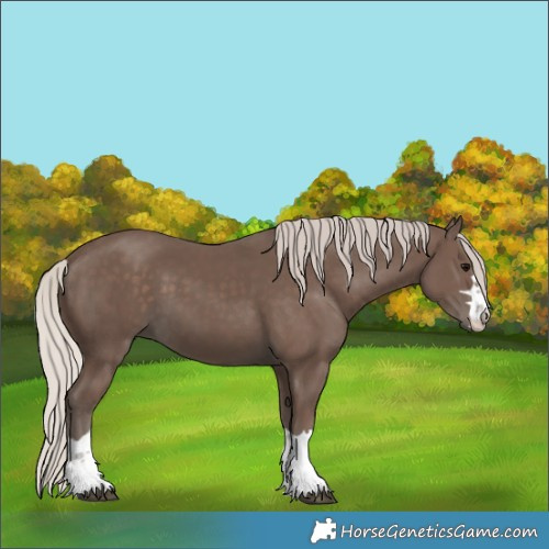 Horse Color:Silver Black