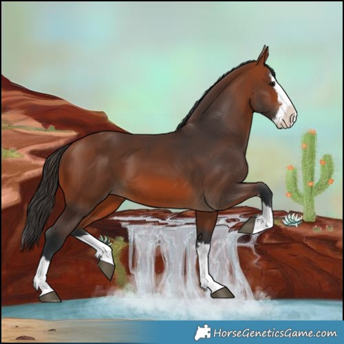 Horse Color:Bay Splash