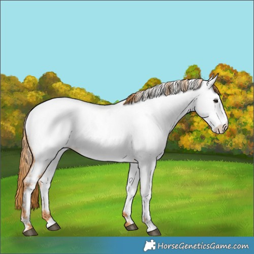 Horse Color:Red Roan Appaloosa