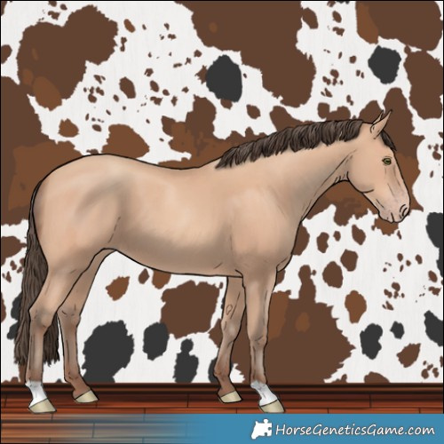 Horse Color:Amber Champagne 