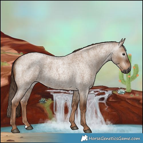 Horse Color:Gray Red Dun Roan