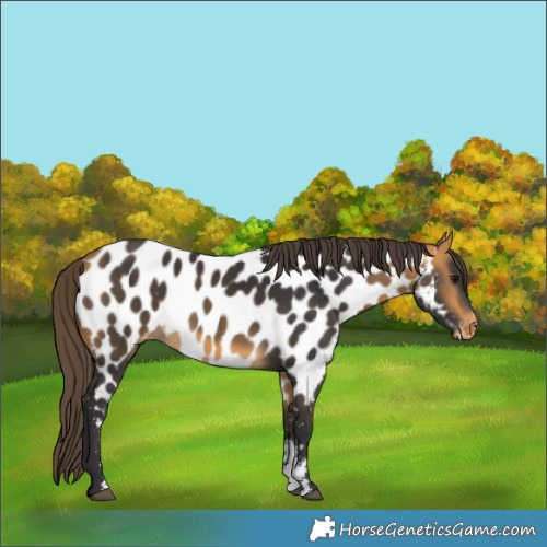 Horse Color:Buckskin Sabino Near Leopard