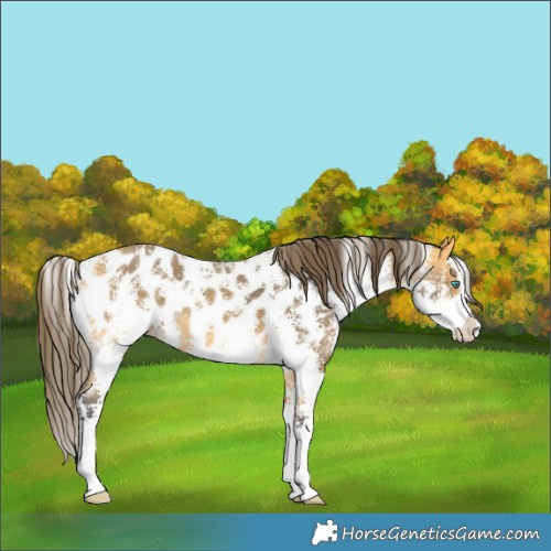 Horse Color:Buckskin Sabino Splash Near Leopard