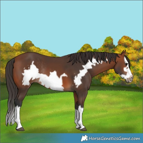 Horse Color:Bay Splash Frame Rabicano