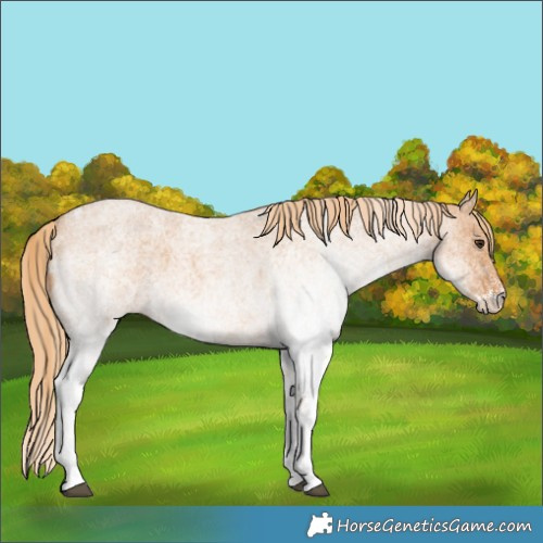 Horse Color:White Spotted Red Roan