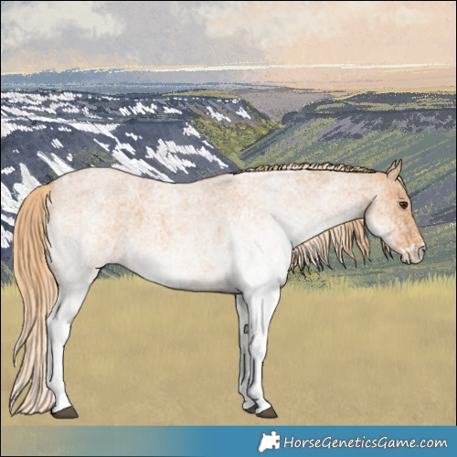 Horse Color:White Spotted Red Roan