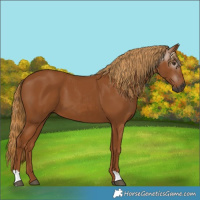 Horse Color:Gray Chestnut 
