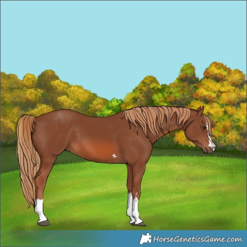 Horse Color:Chestnut 