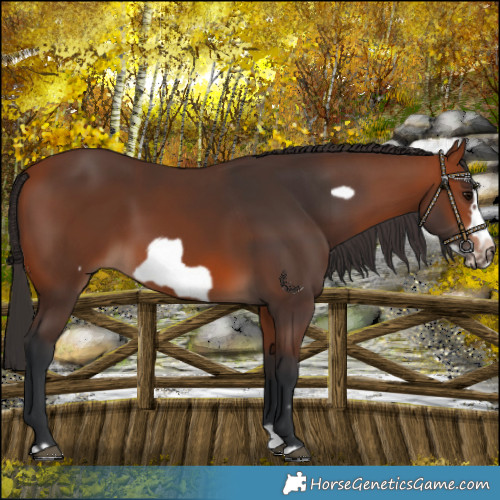 Horse Color:Bay Splash Frame Rabicano