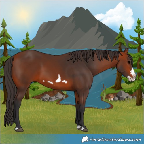 Horse Color:Bay Splash Frame Rabicano