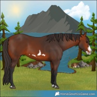 Horse Color:Bay Splash Frame Rabicano