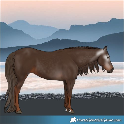 Horse Color:Gray Chestnut