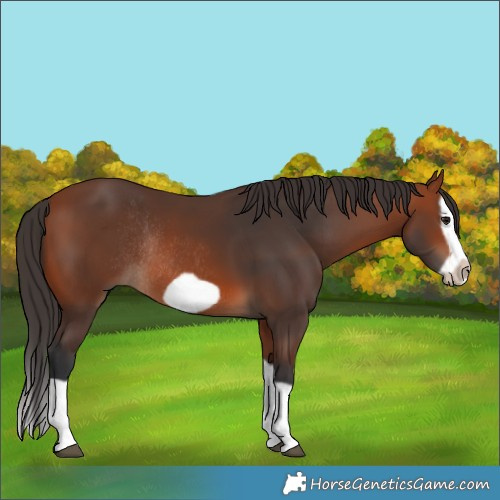 Horse Color:Bay Splash Frame Rabicano 
