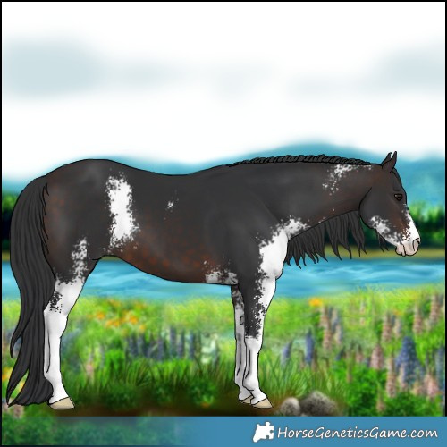 Horse Color:Brown Sabino 