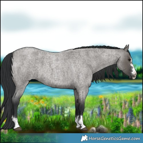 Horse Color:Grullo Roan 