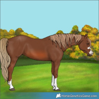 Horse Color:Chestnut 