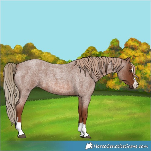 Horse Color:Red Roan 