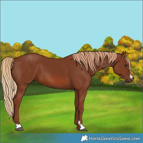 Horse Color:Chestnut 