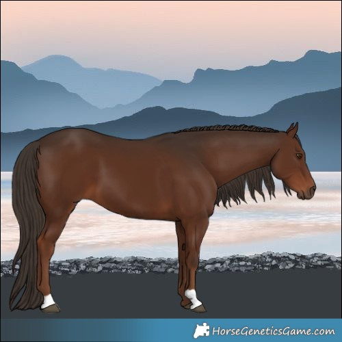 Horse Color:Liver Chestnut 