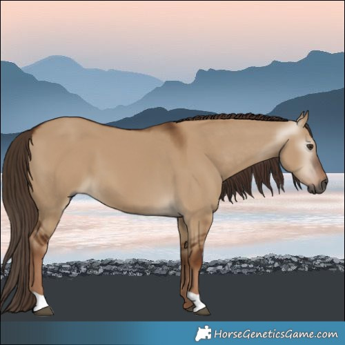 Horse Color:Gray Red Dun