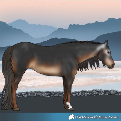 Horse Color:Gray Liver Chestnut 