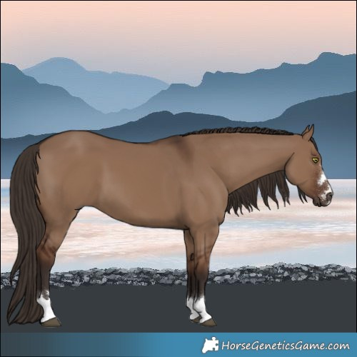 Horse Color:Liver Red Dun