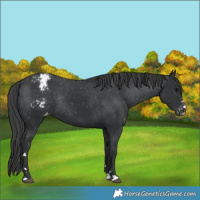 Horse Color:Black Varnish Rabicano 