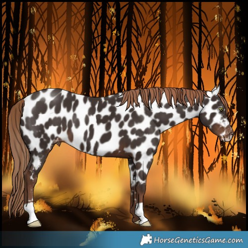 Horse Color:Liver Chestnut Near Leopard