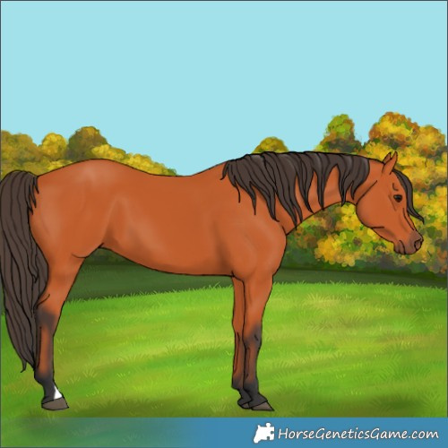 Horse Color:Bay 